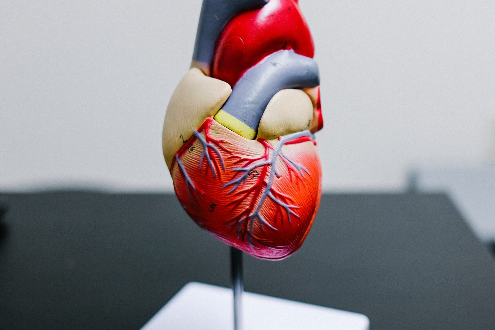 An anatomical view of the human heart